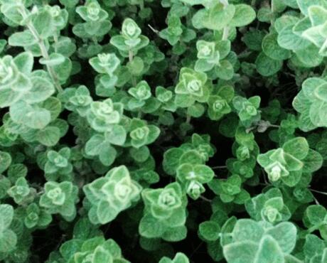 Thymol