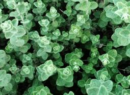 Thymol